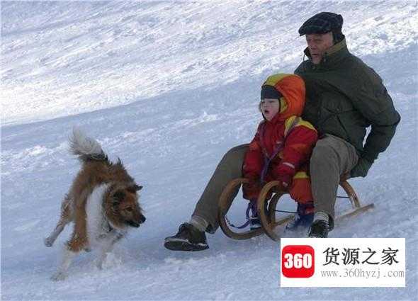 雪橇犬怎么发展来的？