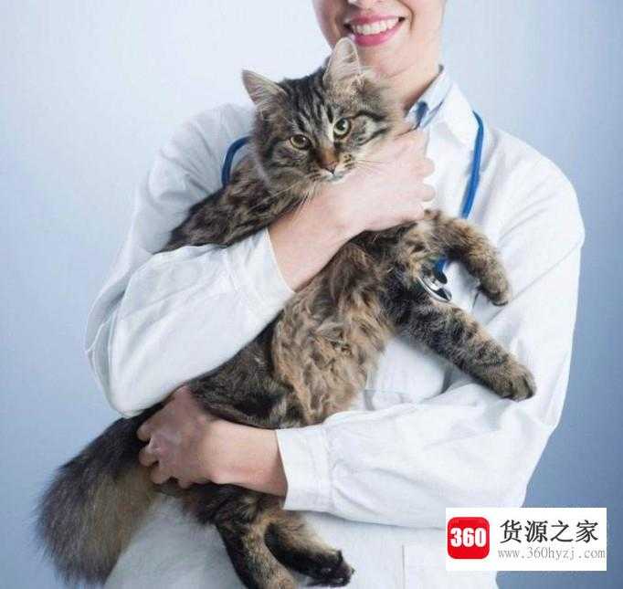 猫咪不愿意吃饭怎么办