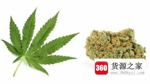 吸食大麻是什么罪