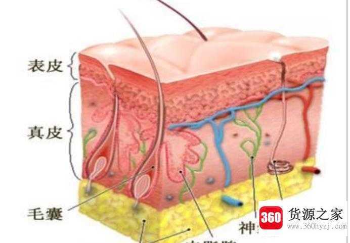 皮肤的基础知识