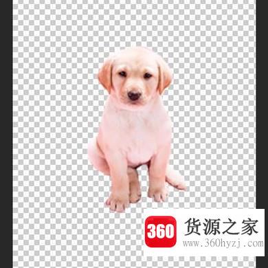 怎么利用photoshop的套索工具抠图？