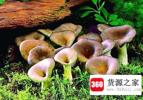 怎样鉴别有毒蘑菇和无毒蘑菇？