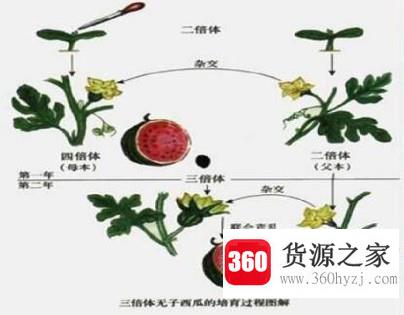 无籽西瓜是怎样种出来的