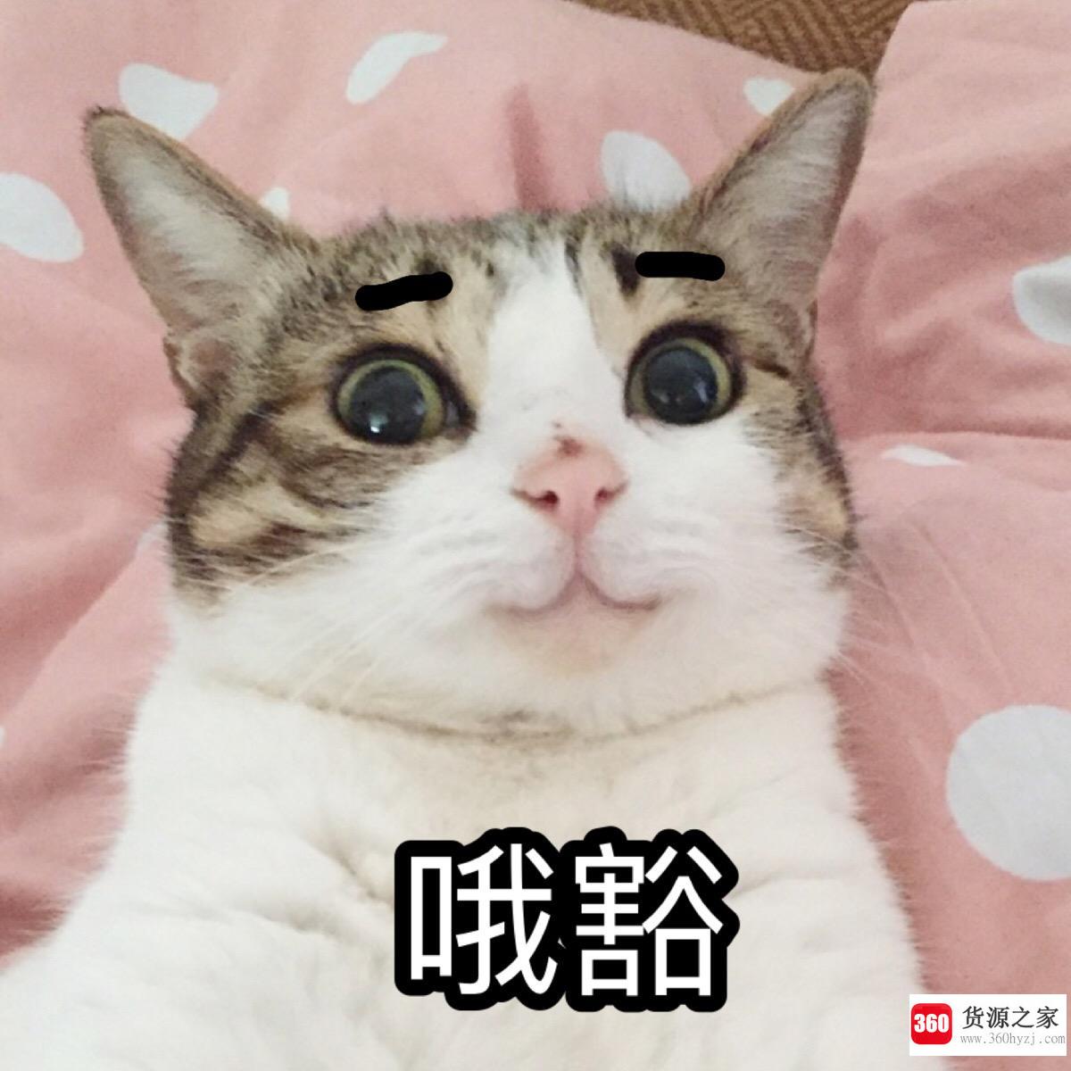 十二生肖为什么没有猫？