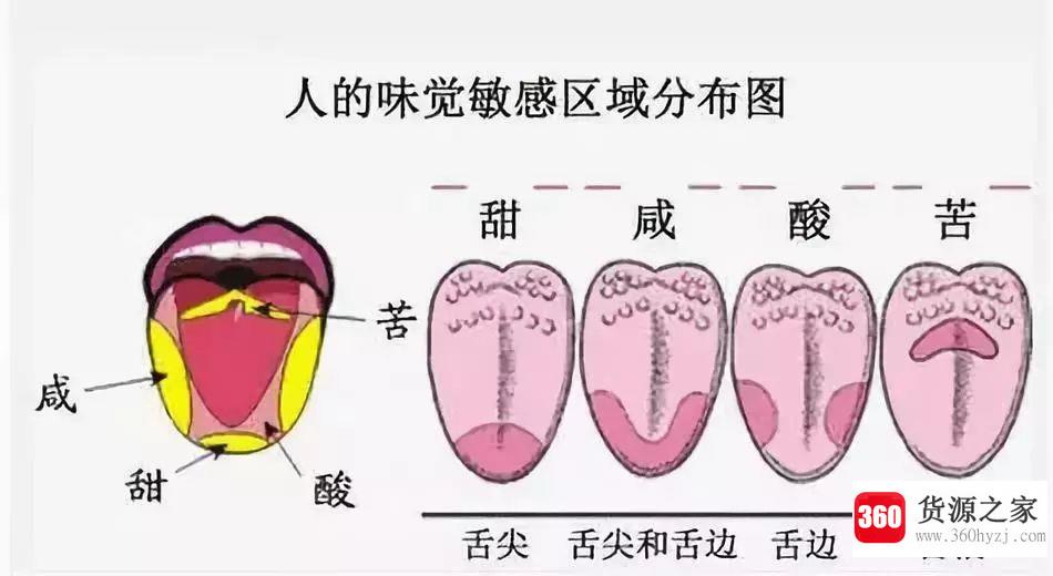 香辣、苦涩是由味觉感受的吗？