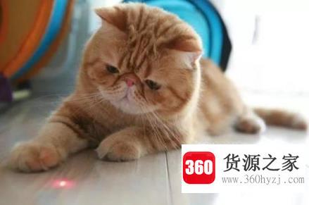 被猫抓了怎么办