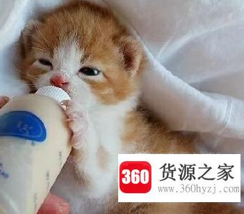 猫咪晚上老爱叫怎么办