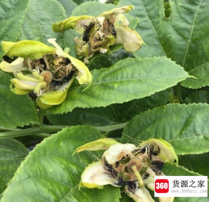 百香果开花怎么授粉？