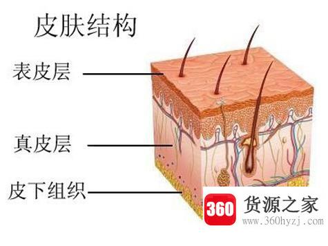 为什么纹身能一直留在身上？