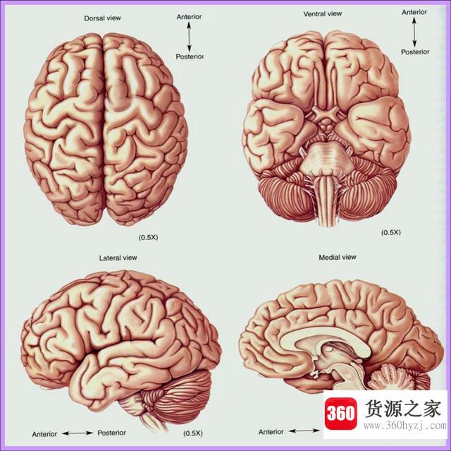 为什么大多数人右手的力气比左手大？