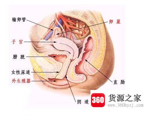 屄字由来是什么？