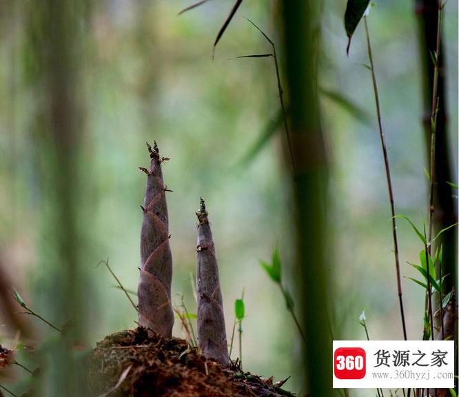 雨后春笋现在常用来形容什么？