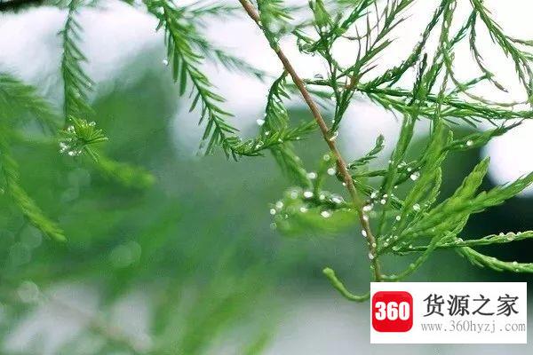 关于雨水节气的文案有哪些？