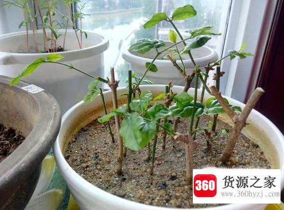 茉莉花扦插繁殖的家庭盆栽新手教程