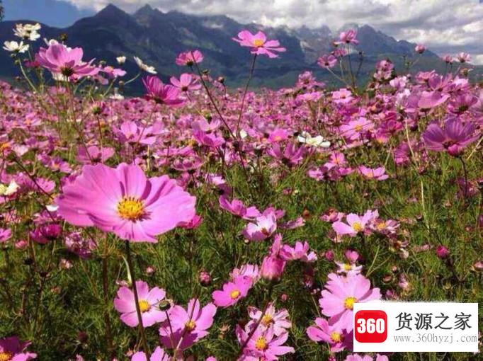 格桑花是什么花？