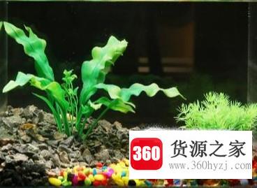 水族鱼缸草缸为什么要换水？