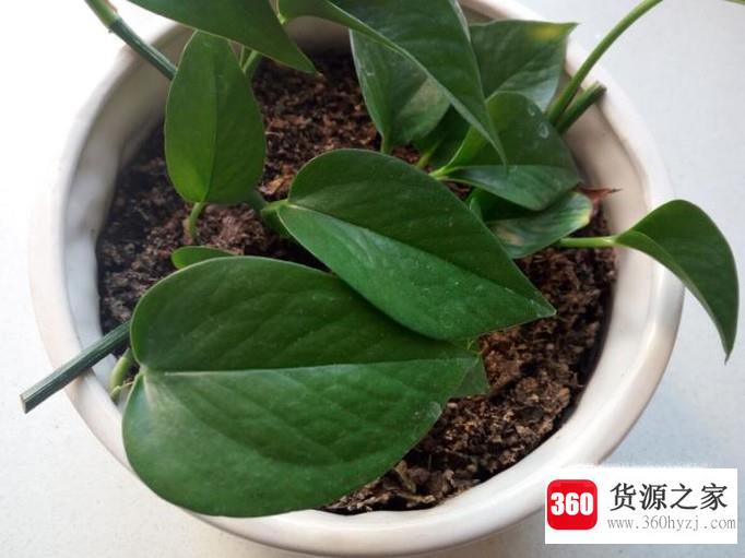 怎么水培植绿萝？