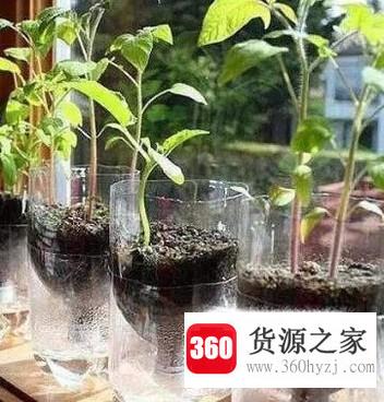 怎么废物利用制作花盆