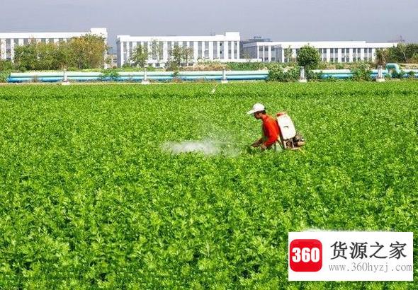 怎样种植野生淮山