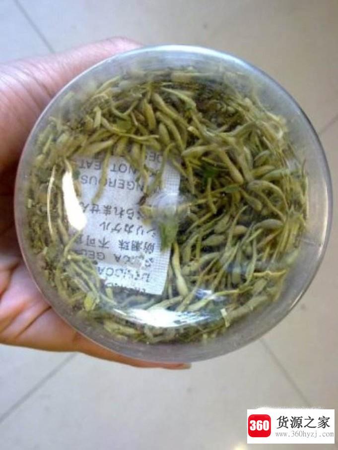 怎么制作金银花茶