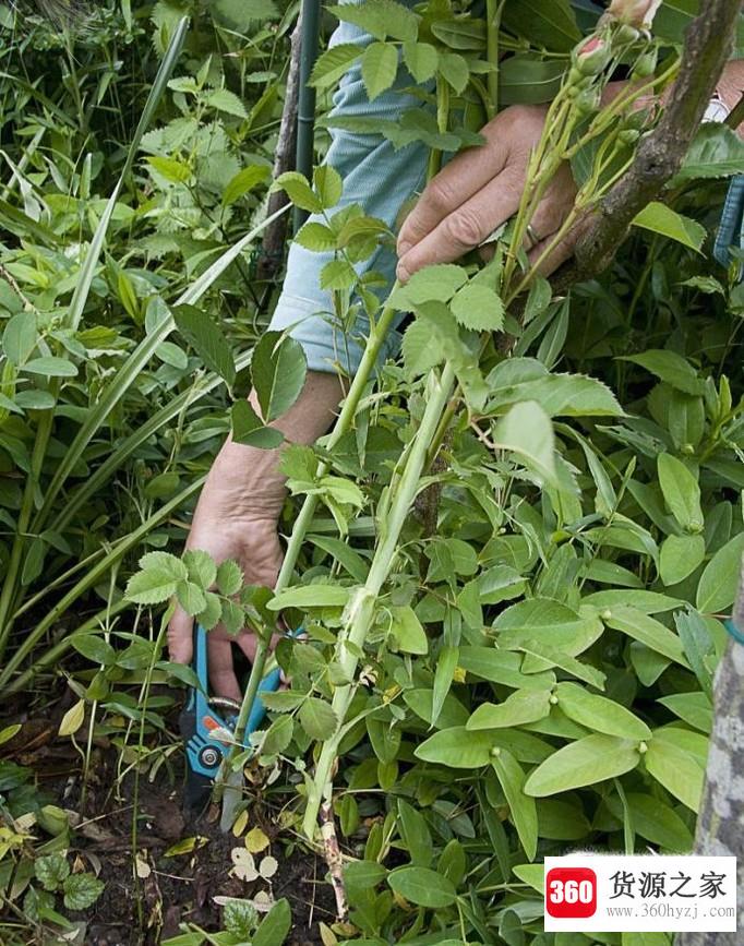 怎样才能让月季多开花以及养殖方法