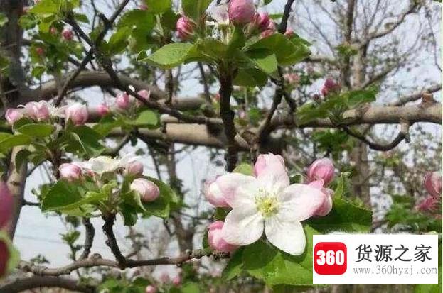 苹果花期怎样管理