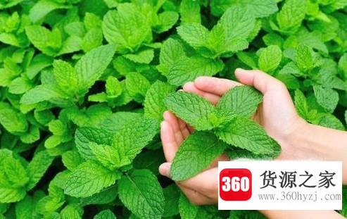 怎么养植盆栽薄荷