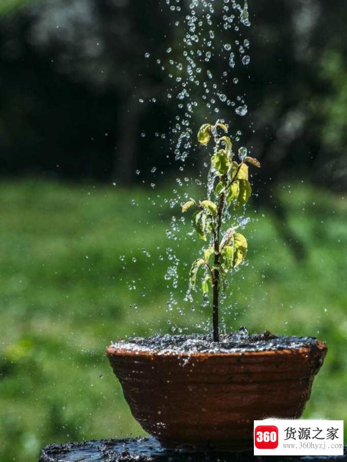 水梅花的养殖方法