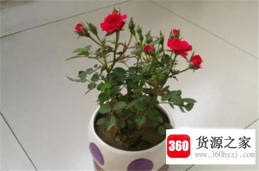 玫瑰花怎么养护？