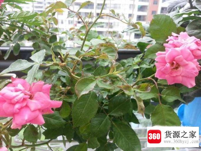 花盆种植月季花不开花的原因及解决办法？