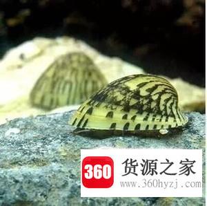 水族鱼缸除藻生物有哪些