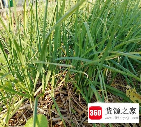 教你怎么种植大蒜？