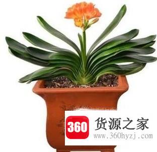 家里养什么植物比较好