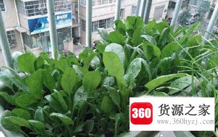 冬天阳台适合种什么菜