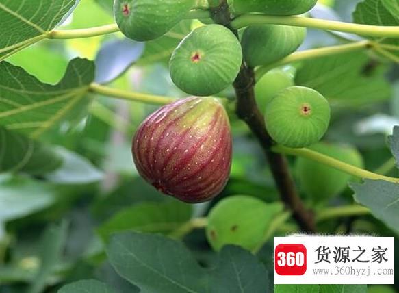 无花果树怎么种植？