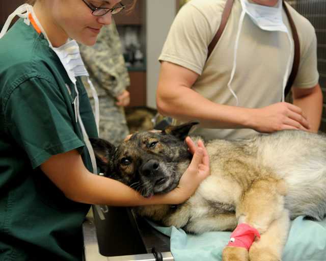 搜救犬十大品种排名有哪些