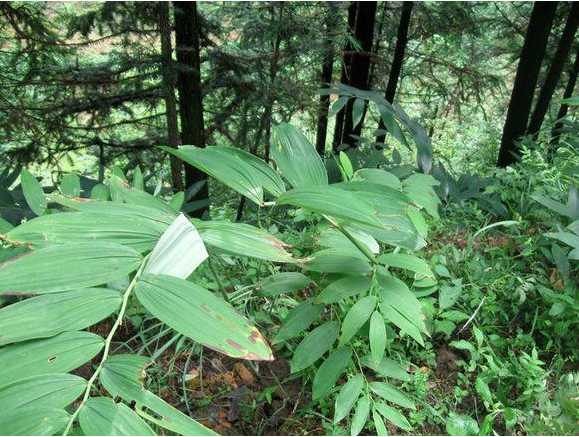 10大全球珍稀的食物排行榜前十名