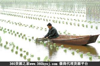 常德鼎城珍珠市场