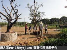 三门峡陕县张湾乡雷湾花木场