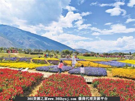 大理市洱海边花鸟市场