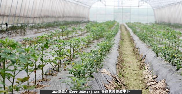 云南通海县“金山蔬菜批发市场”