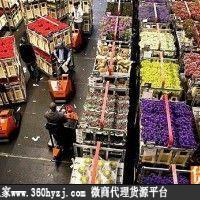 荷兰阿斯米尔鲜花市场