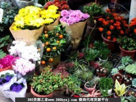 苏州彩香花鸟市场