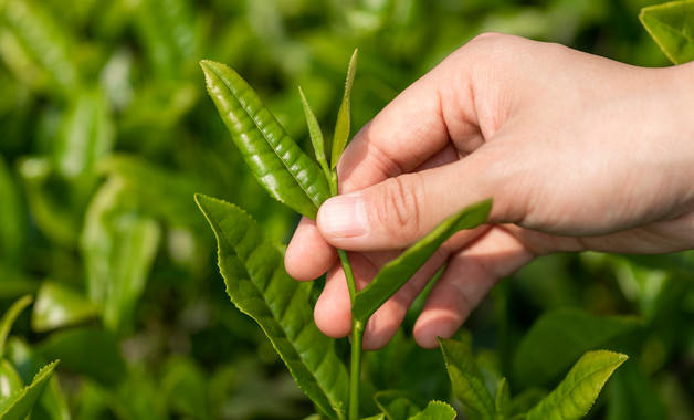 2021茗茶十大品牌有哪些