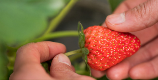 菜市场目前比较缺蔬菜生意