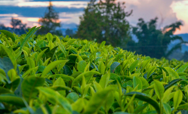 哪些牌子的茶叶好有哪些